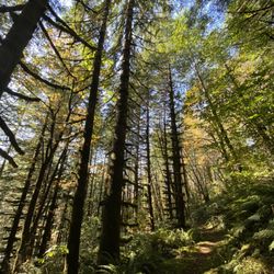 Tillamook State Forest