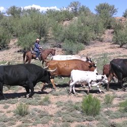 Bumble Bee Ranch Adventures - Rounding up the Cows