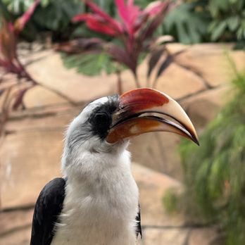 Discovery Cove - Amusement Parks Near Me - Orlando, Florida