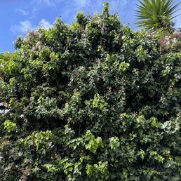 Before: Overgrown ivy Before: Overgrown ivy