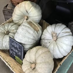 Viva Farms - Gadal Squash