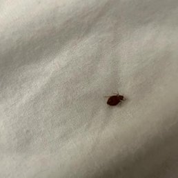 Bed Bug on my comforter Bed Bug on my comforter