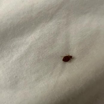Baymont by Wyndham Canton - Bed Bug on my comforter - Hotels Near Me - Canton, Michigan Baymont by Wyndham Canton - Bed Bug on my comforter - Hotels Near Me - Canton, Michigan