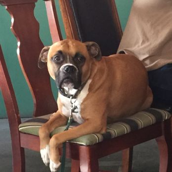 Persimmon Hollow Brewing - Dog friendly - Breweries Near Me - DeLand, Florida