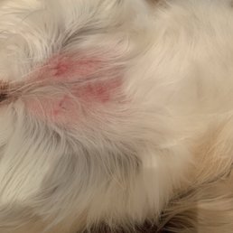 This is what our dog's belly looked like after grooming.