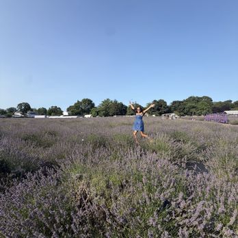 Lavender by the Bay - Hello from the other side ! - Pick Your Own Farms Near Me - East Marion, New York Lavender by the Bay - Hello from the other side ! - Pick Your Own Farms Near Me - East Marion, New York