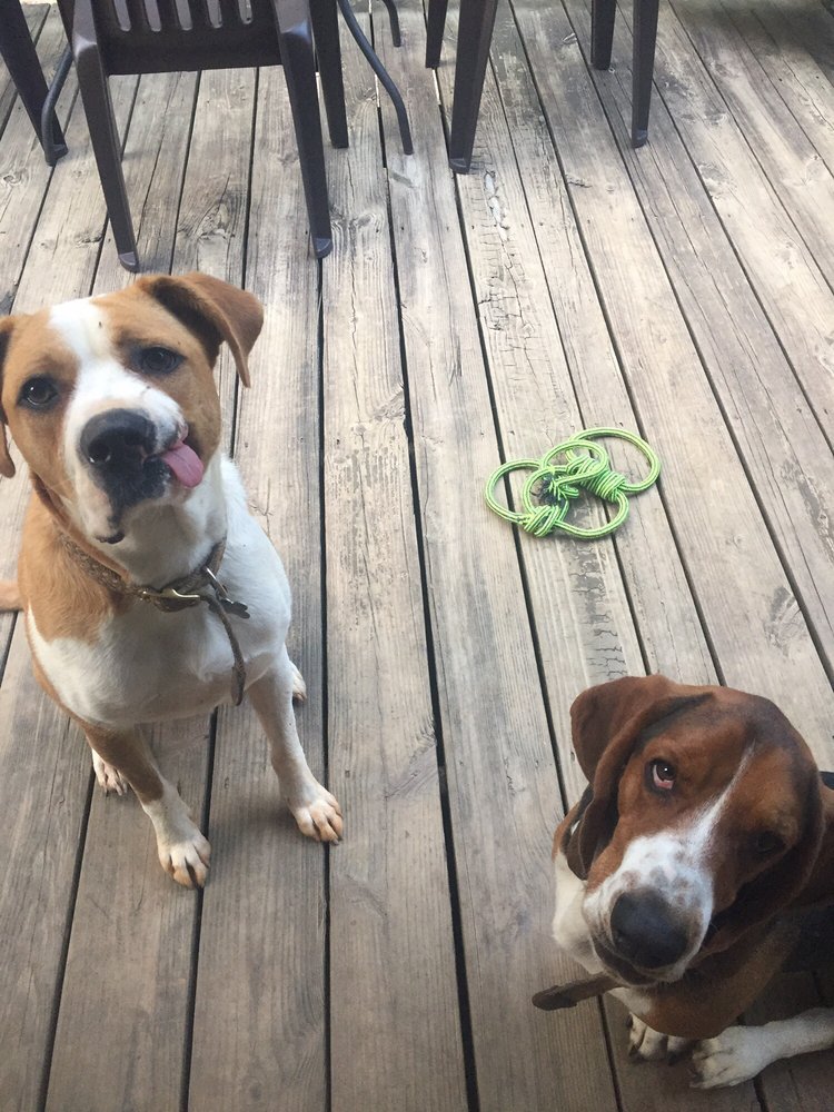 THE PET LODGE Updated September 2024 5970 Peach Pkwy, Fort Valley