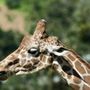 Photo of Wildlife Safari
