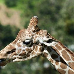 Wildlife Safari - Giraffe