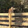Photo of American Fence and Gate