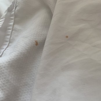 Bloomington Normal Marriott Hotel - These small stains were on the sheet and duvet cover!! - Hotels Near Me - Normal, Illinois