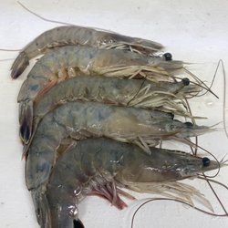 Rose's Seafood Market - Local Jumbo Shrimp