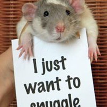 Angels Pest Control - Rodent Control - No Job too small - Pest Control Near Me Angels Pest Control - Rodent Control - No Job too small - Pest Control Near Me