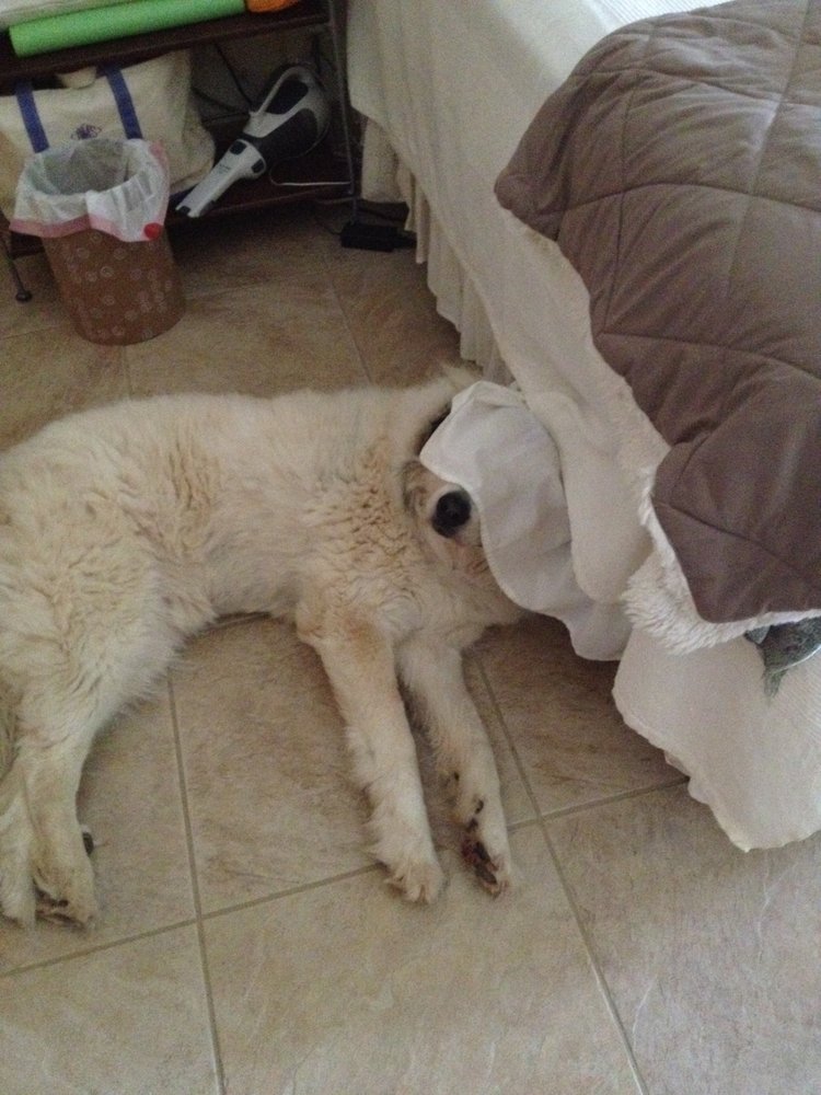 PERSONALIZED PET CARE Updated August 2024 414 San Leanna Dr, Austin