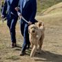 Photo of Go Go Groomers