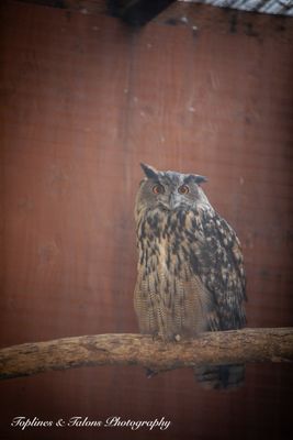 Cascades Raptor Center by null
