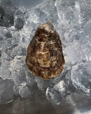 Tavern On Rush by null