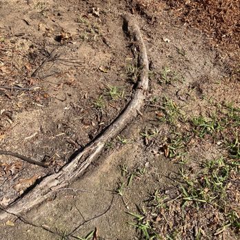 Veterans Tree Service - Route that were above the ground that were left. - Tree Services Near Me