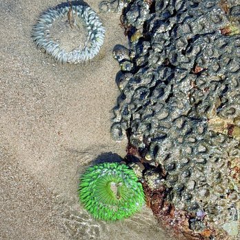 Mussel Shoals - Beaches Near Me Mussel Shoals - Beaches Near Me