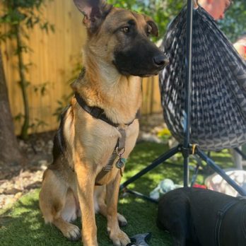 Pawsome Sitters - Pet Boarding Near Me - Palmetto, Florida