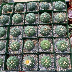 Round Rock Garden Center - Asterias Cactus