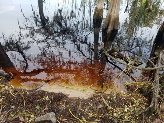 The Nature Conservancy's Disney Wilderness Preserve by null