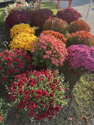 South Shore Farmers’ Market by null