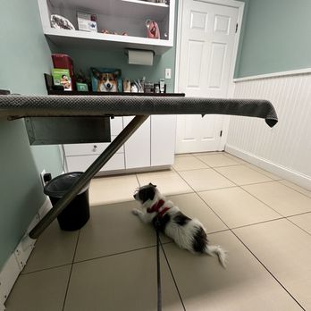 Jacaranda Animal Hospital - Patiently waiting for the Vet staff! They were super quick though, they came through the door right after this picture lol. - Veterinarians Near Me - Davie, Florida Jacaranda Animal Hospital - Patiently waiting for the Vet staff! They were super quick though, they came through the door right after this picture lol. - Veterinarians Near Me - Davie, Florida