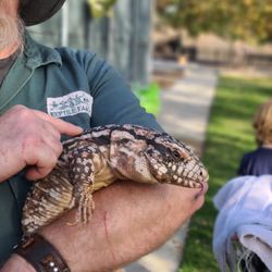 Reptile Family