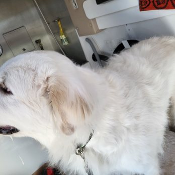 Buddy&Bella - Great Pyrenees before. SO BIG - Pet Groomers Near Me Buddy&Bella - Great Pyrenees before. SO BIG - Pet Groomers Near Me