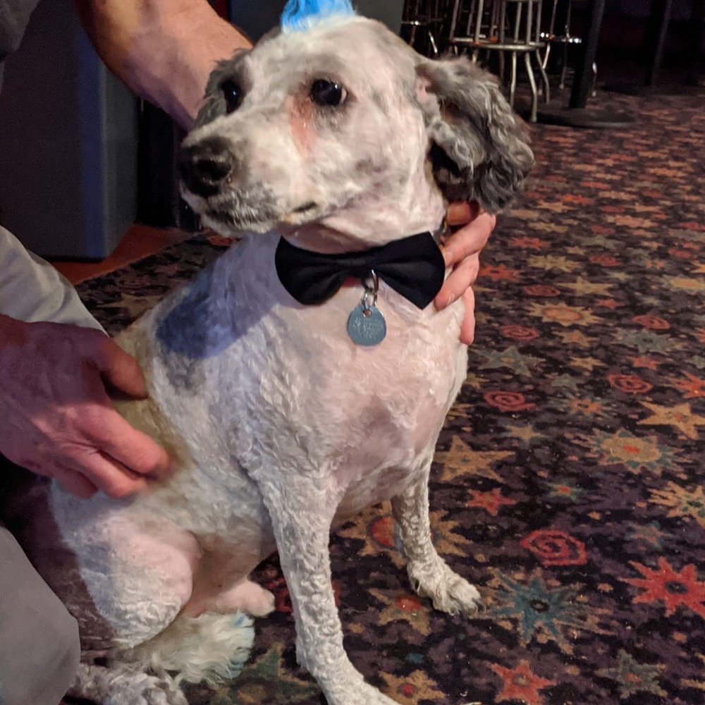 The Boulevard - Hooker the official dog of tournament of Roses (don't tell the city) and The Boulevard - Gay Bars Near Me - Pasadena, California