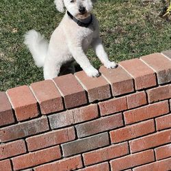 Top Dog