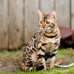 Rogue Bengals - Aria...our SBT queen