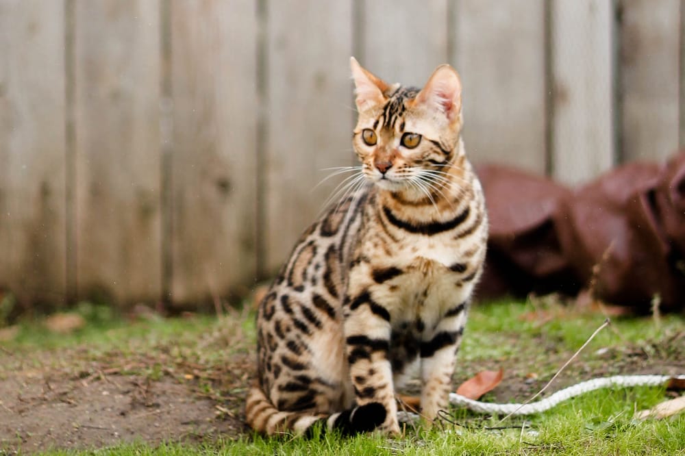 Rogue Bengals