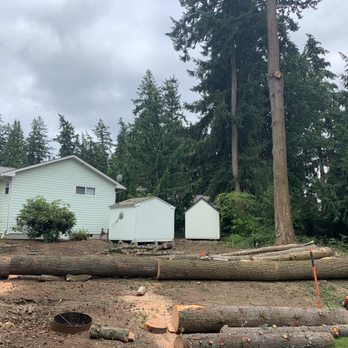 Avid Tree Care - Tree Services Near Me - Mount Vernon, Washington Avid Tree Care - Tree Services Near Me - Mount Vernon, Washington
