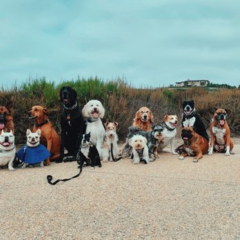 Bark Collective - Dog Walkers Near Me - Costa Mesa, California
