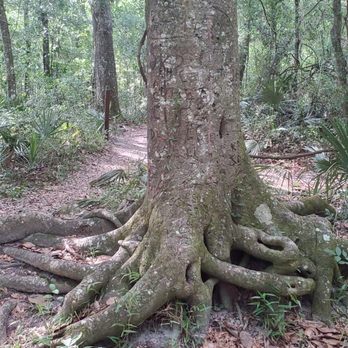 Black Creek Park and Trail - Tree trunk extraordinaire - Hiking Near Me - Fleming Island, Florida