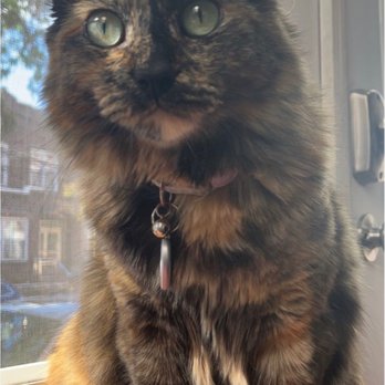 Feline Veterinary Medical Center - LUNA THE FAT PUTTY CAT - Veterinarians Near Me - Ardsley, New York