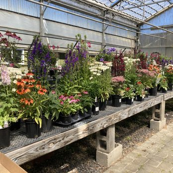 Shonnard’s Nursery - Summer blooming perennials - Florists Near Me - Corvallis, Oregon Shonnard’s Nursery - Summer blooming perennials - Florists Near Me - Corvallis, Oregon