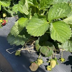 Porter Farms & Nursery