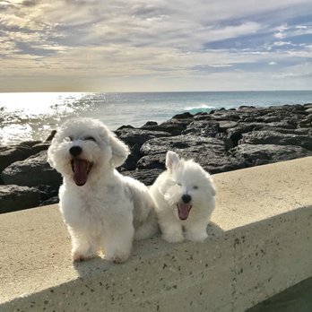 New Breeze Dog Salon - Looking good and feeling great!          Follow our hairstyles on IG: Umami_and_Mushu - Pet Groomers Near Me - Honolulu, Hawaii