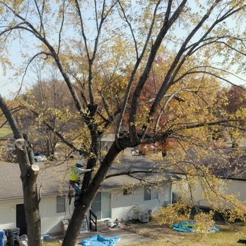 OLI Outdoor Services - a tree being pruned - Tree Services Near Me - Godfrey, Illinois OLI Outdoor Services - a tree being pruned - Tree Services Near Me - Godfrey, Illinois