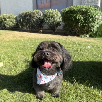 The Barking Lot - Pet Groomers Near Me - Cathedral City, California