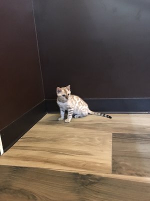 manhattan puppies & kittens