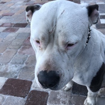 Paisanos - This sweet guy is the best. If I could take him home I would. I love seeing him when I'm here. - Tires Near Me - Jacksonville, Florida Paisanos - This sweet guy is the best. If I could take him home I would. I love seeing him when I'm here. - Tires Near Me - Jacksonville, Florida