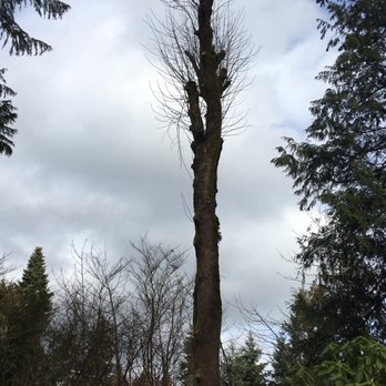 Scott's Tree Service - Shave tree 2 years later - Tree Services Near Me Scott's Tree Service - Shave tree 2 years later - Tree Services Near Me