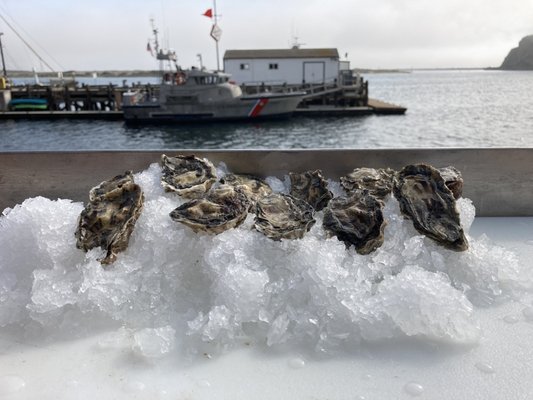 Morro Bay Oyster Company by null