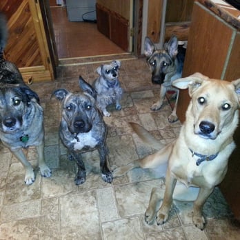 Dingo Design Pet Sitting - Treat Making Day! All the current boarders love that day! - Pet Training Near Me - Wasilla, Alaska