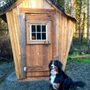 Photo of Canine Social Club