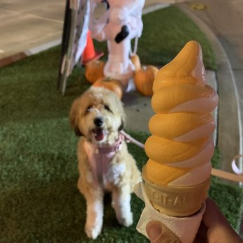 Meadowlark Dairy - Pumpkin vanilla swirl - Ice Cream & Frozen Yogurt Near Me - Pleasanton, California